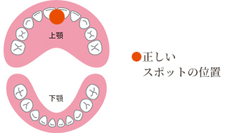 上あご、下あごの正しいスポットの位置